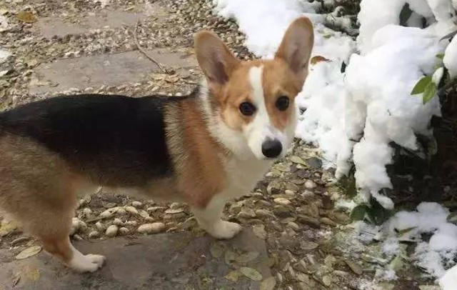 Công nhân bị đuổi việc vì… thịt nhầm chó quý của sếp Chú chó Corgi quý giá của ông chủ Vương.
