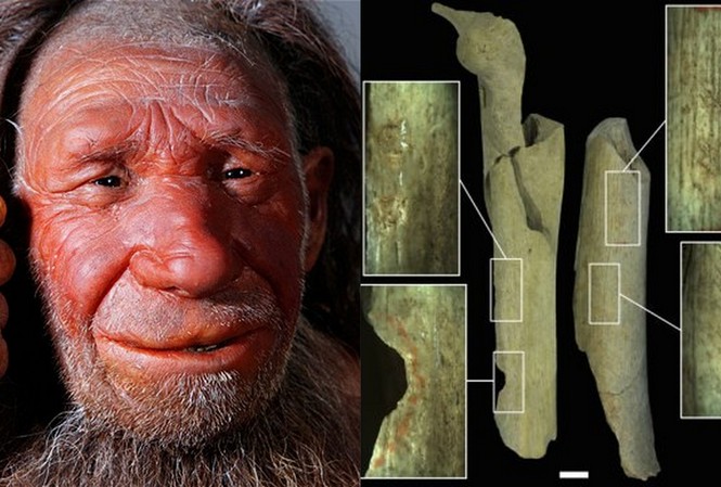 Phát hiện dấu vết cho thấy người Neanderthal từng xẻ thịt đồng loại Phát hiện dấu vết cho thấy người Neanderthal từng xẻ thịt đồng loại