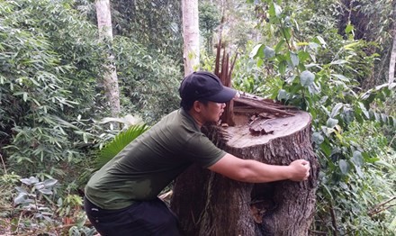 Kiểm tra, xử lý thông tin báo Tiền Phong phản ánh Những cây gỗ lớn bị chặt hạ tại khu vực Huồi Pá Hạ, Khe Oi thuộc khu vực vùng lõi Khu Bảo tồn Quốc gia Pù Huống.