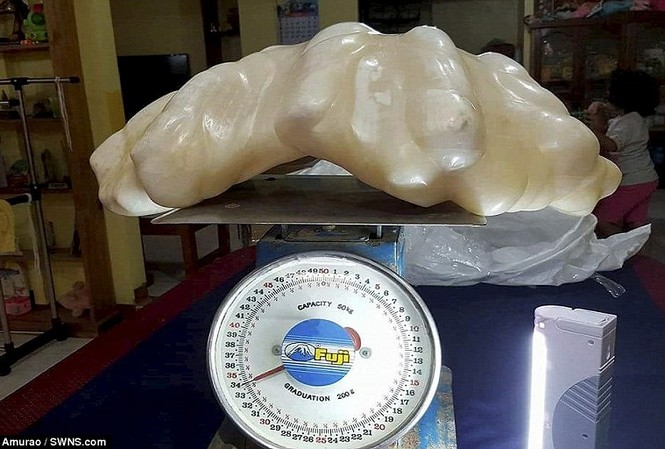 Cất ngọc trai giá 100 triệu đô dưới gầm giường suốt 10 năm Cận cảnh tảng ngọc trai nặng 34kg.