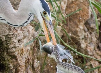 Chim diệc đói mồi cướp cá của rắn Chim diệc đói mồi cướp cá của rắn