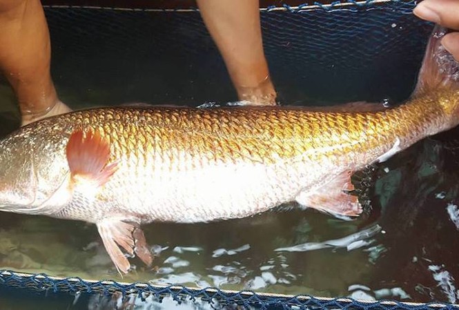 Cá sủ vàng 8,1 kg ở Nghệ An bán giá 15 triệu đồng Cá sủ vàng 8,1 kg ở Nghệ An bán giá 15 triệu đồng