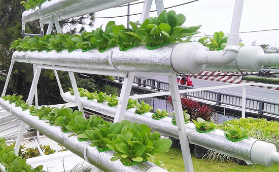 Thủ tướng yêu cầu dành 100.000 tỷ đồng cho vay nông nghiệp công nghệ cao Ảnh minh họa
