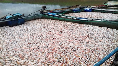 Mới nhất vụ cá chết hàng loạt trên hồ thuỷ điện Pleikrông Cá chết đặc trong lồng bè