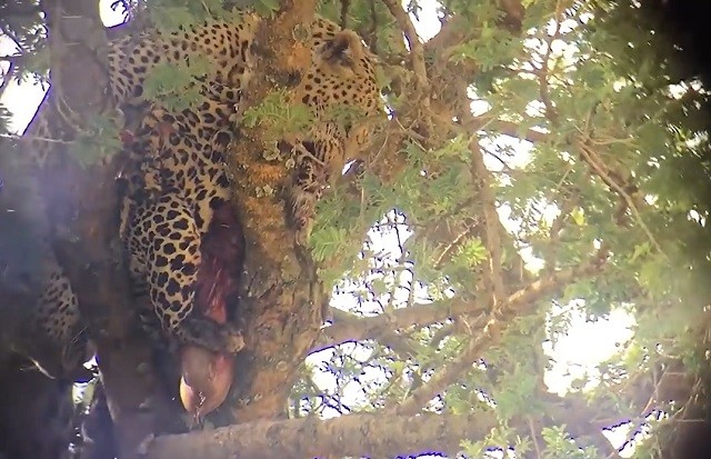 Lần đầu tiên thấy báo Leopard ăn thịt đồng loại trên cây Lần đầu tiên thấy báo Leopard ăn thịt đồng loại trên cây