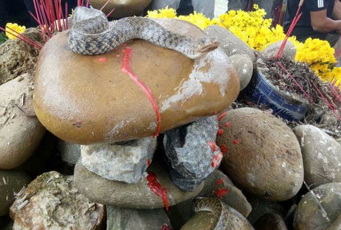 Kiểm lâm bắt 'rắn thần', người dân mới chịu rời hiện trường Người dân tụ tập cúng bái mê tín dị đoan bên ngôi mộ vô danh sau khi xuất hiện cặp rắn nước