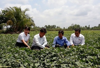Hợp tác “3N” ở miền Tây Người dân xã Thành Trung, huyện Bình Tân (Vĩnh Long) cùng cán bộ Agribank và cán bộ địa phương đánh giá hiệu quả của việc đầu tư trồng khoai lang để xuất khẩu.