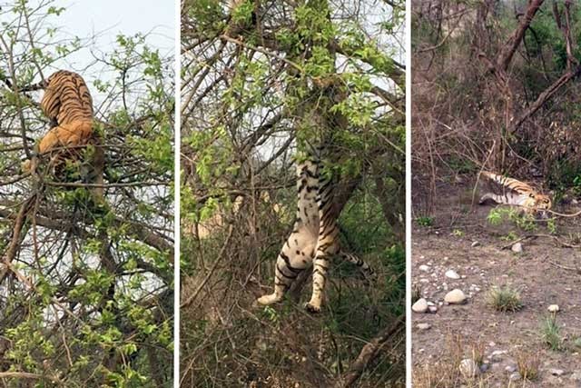 ‘Cười đau bụng' trước cảnh hổ bị ngã ‘chổng vó’ khi trèo cây săn khỉ Chú hổ bị ngã khi cố gắng săn khỉ.