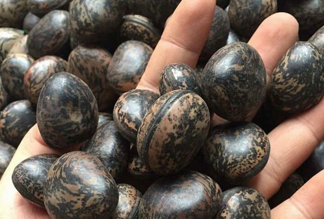 Đậu Lào 6 triệu/kg: 'Thần dược' hút nọc độc, lùng mua từng hạt Giá của loại hạt này dao động ở mức 30.00-50.000 đồng/hạt hay 6 triệu đồng/kg