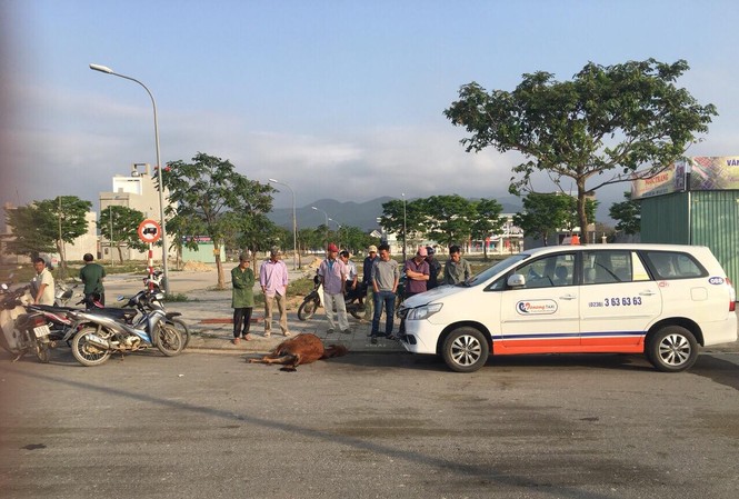Taxi gặp nạn nát đầu khi gặp đàn bò ngủ giữa đường Chiếc taxi gặp phải đàn bò đang ngủ giữa đường, một chú bò giật mình lao vào đầu xe taxi, chết tại chỗ. Ảnh: CTV