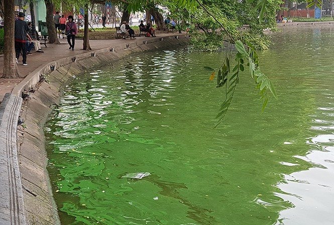 Tảo lam bùng phát dày đặc ở hồ Hoàn Kiếm sau nạo vét Tảo lam bùng phát dày đặc ở hồ Hoàn Kiếm sau nạo vét