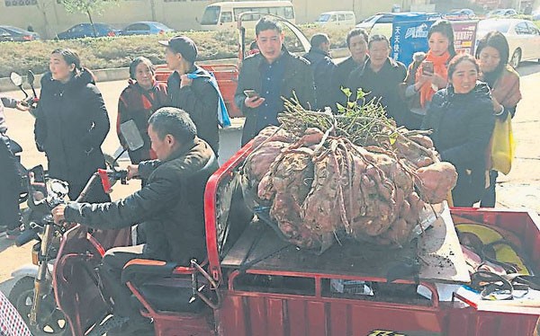 Củ khoai lang khổng lồ nặng 41 kg của nông dân Trung Quốc Củ khoai lang khổng lồ nặng 41 kg