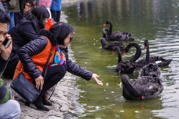 Cận cảnh quây thiên nga bằng lưới nhựa ở hồ Thiền Quang Công ty thoát nước Hà Nội tổ chức cắm cọc, quây lưới nhựa để đưa thiên nga vào trong khu cứ trú cách bờ khoảng 20m.