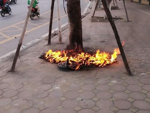 Hà Nội xử lý hành vi đốt cây xanh Cây xanh trên đường Võ Chí Công bị đốt gốc