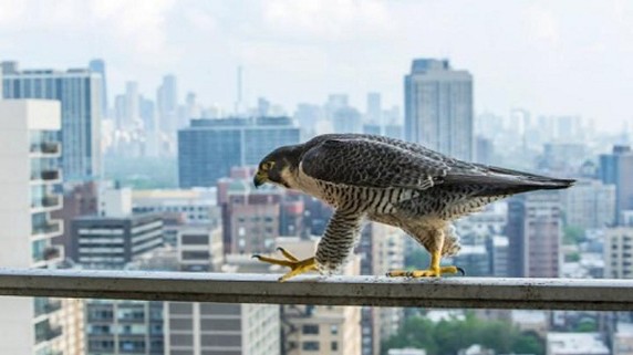 Tổ chim cắt lớn trên ban công tầng 28 giữa lòng Chicago Theo Telegraph, một ngày giữa năm 2015, nhiếp ảnh gia động vật hoang dã Luke Massey phát hiện bức ảnh chim con chim cắt lớn đậu trên lan can ban công với khung nền là những tòa nhà cao tầng của Chicago, Mỹ, khi đang lướt mạng Instagram. Ấn tượng trước khu