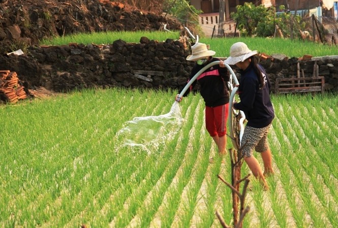 Tin mừng cho tỏi Lý Sơn: Tỏi voi Nhật Bản chỉ được trồng ở đất liền Người dân Lý Sơn tận dụng mọi diện tích đất, nguồn nước có trên đảo để trồng và chăm sóc tỏi Lý Sơn. Ảnh Nguyễn Thành