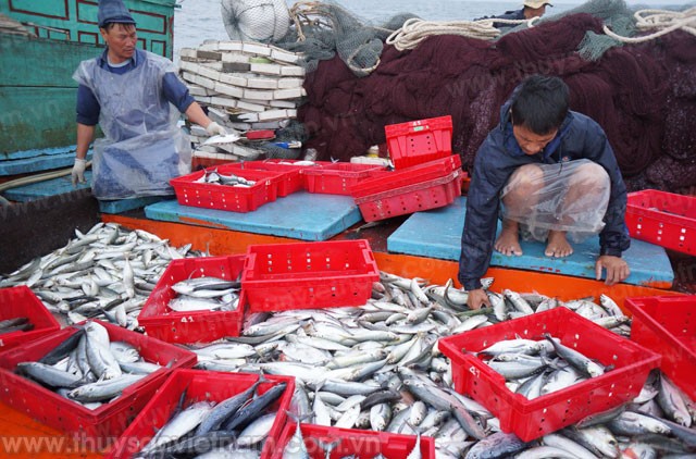 EU chính thức “giơ thẻ vàng” với thủy sản Việt Nam Việt Nam có 6 tháng để khắc phục cảnh báo thẻ vàng của EU, để trở về thẻ xanh trong vấn đề khai thác hải sản. Ảnh: ThuysanVietNam