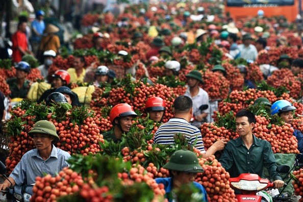 Lên kịch bản tiêu thụ vải, nhãn Dự báo vải, nhãn năm 2018 sẽ được mùa lớn