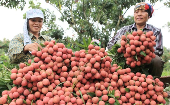 Bắc Giang thu trên 5.700 tỷ đồng vải thiều Doanh thu từ vụ vải thiều năm 2018 của bà con Bắc Giang dự kiến đạt trên 5.700 tỷ đồng, tăng trên 430 tỷ đồng so vụ năm ngoái.