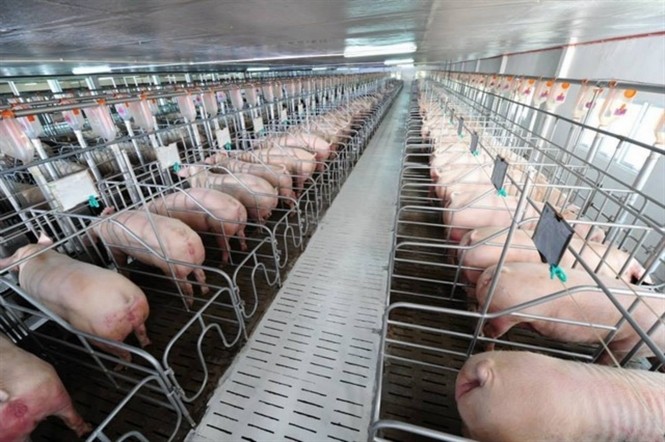 Hợp tác với Đan Mạch, Việt Nam sẽ vươn lên cường quốc chăn nuôi lợn Công nghệ giống, chuồng trại, chế biến của Đan Mạch sẽ giúp ngành chăn nuôi Việt Nam cải thiện năng suất, nâng cao giá trị gia tăng.