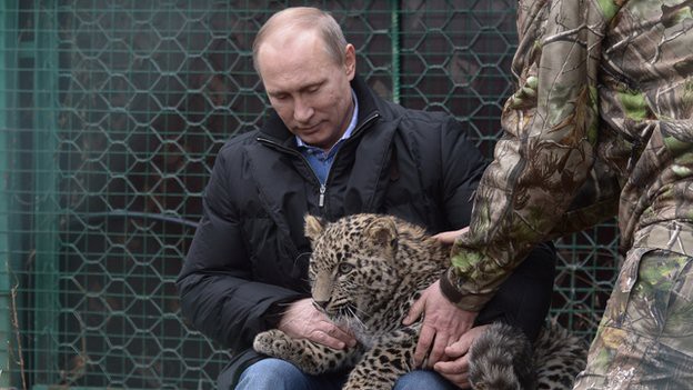 Tổng thống Nga chơi đùa với báo hoang Tổng thống Nga Vladimir Putin chơi đùa cùng báo hoang