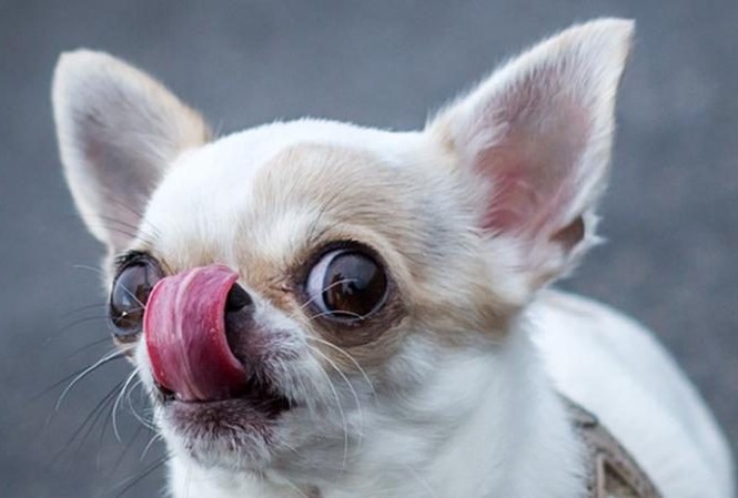Nạn trộm chó hoành hành nước Ý Chó Chihuahua