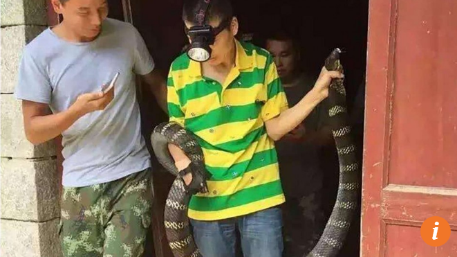 Hãi hùng phát hiện rắn hổ mang khổng lồ trong nhà Con rắn hổ mang được đưa ra khỏi ngôi nhà.