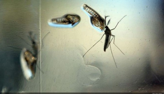 Thái Lan phát hiện thêm 21 trường hợp nhiễm zika Virus zika lây truyền qua muỗi đốt