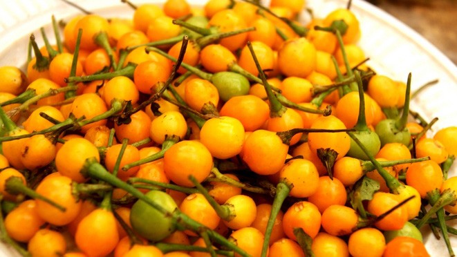 Hốt hoảng với loại ớt giá gần 600 triệu đồng một cân Loại ớt charapita đắt nhất thế giới