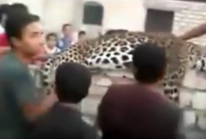 Bé gái 9 tuổi chết thảm vì bị báo sổng chuồng tấn công Con báo bị cảnh sát bắn chết sau khi vồ chết bé gái 9 tuổi.