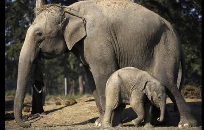 Voi hoang quật chết du khách ở Nepal Hình minh họa