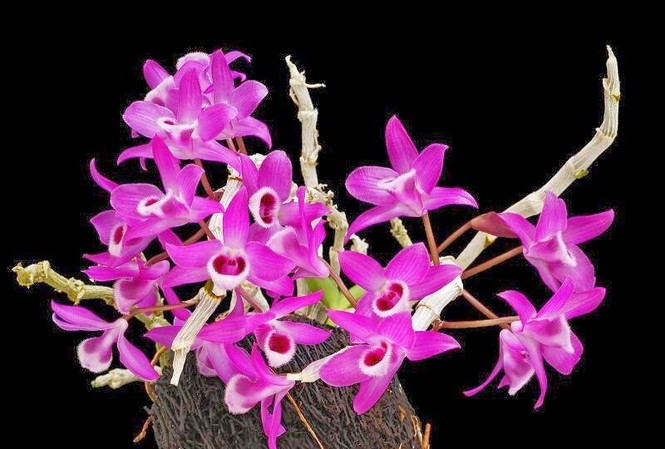 Bị cảnh sát truy tìm vì 'cầm nhầm' chậu lan 68 tỷ Hình minh họa.