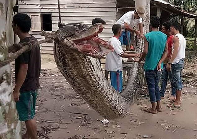 Trăn khổng lồ bị người đàn ông dũng cảm hạ gục Con trăn khổng lồ được treo trên dây để dân làng chiêm ngưỡng.