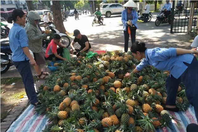 Dứa chín rộ, nông dân Thanh Hoá quyết ra phố bán lẻ Điểm bán dứa lẻ của nông dân Thanh Hoá gần cổng Trung ương Đoàn