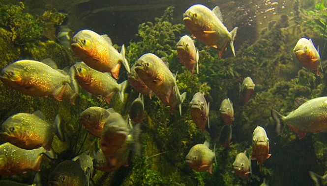 Bé 6 tuổi tử vong vì bị cá ăn thịt tấn công Những con cá piranhas có răng sắc nhọn.