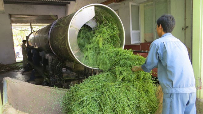 Bài thuốc bổ gan từ rau đắng đất Bài thuốc bổ gan từ rau đắng đất