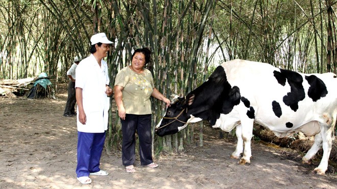 Vinamilk thu mua gần 20 triệu kg sữa bò tươi nguyên liệu một tháng Hiện nay, Vinamilk đang hỗ trợ thu mua sữa cho hộ nông dân chăn nuôi bò sữa cùng một mặt bằng giá thu mua thống nhất với các trang trại thuộc công ty con của Vinamilk