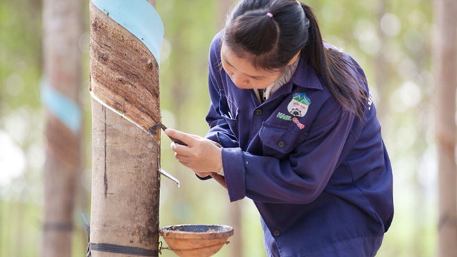 Hoàng Anh Gia Lai tuyển dụng hàng ngàn lao động sang Lào, Campuchia Hoàng Anh Gia Lai tuyển dụng hàng ngàn lao động sang Lào, Campuchia