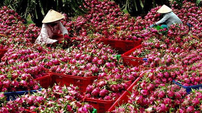 Hàng nông sản được giảm 20% chi phí vận chuyển Bắc - Nam Thông qua việc hợp tác này, trên lộ trình vận tải Bắc – Nam, TNC sẽ giảm được 20% chi phí vận tải cho doanh nghiệp xuất khẩu thanh long và các loại nông sản, trái cây khác. Ảnh: TL