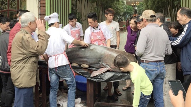 Gây quỹ từ thiện từ “thủy quái” sông Mê Kong Gây quỹ từ thiện từ “thủy quái” sông Mê Kong