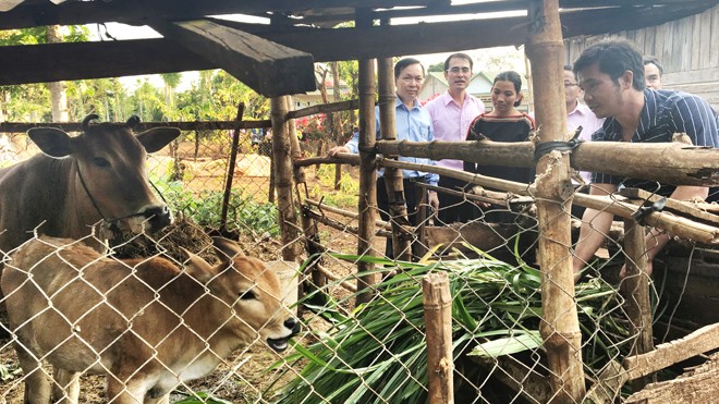 Bước chuyển của tín dụng chính sách trên Tây Nguyên Đoàn công tác NHNN, NHCSXH thăm mô hình vay vốn ưu đãi của vợ chồng anh chị Y Dôi Byă và H’Trưk Bkrông