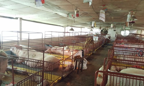 Hiệu quả từ mô hình chăn nuôi heo theo tiêu chuẩn GAP của dự án Lifsap Hiệu quả từ mô hình chăn nuôi heo theo tiêu chuẩn GAP của dự án Lifsap