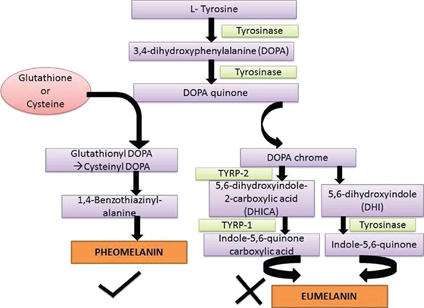 Vì sao không nên uống Glutathione để làm trắng da và ngăn ngừa lão hóa? Vì sao không nên uống Glutathione để làm trắng da và ngăn ngừa lão hóa?