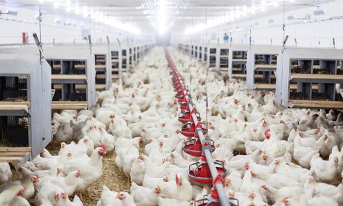 Lysaght Agrished đánh dấu 2 năm tham gia thị trường Việt Nam Một trong những yêu cầu quan trọng của trang trại chuyên nghiệp là quy hoạch không gian và sử dụng vật liệu xây dựng dựa trên đặc tính sinh học của vật nuôi. Ví dụ: Gà rất nhạy cảm với âm thanh. Nếu sử dụng vật liệu thiếu chuyên nghiệp, không giúp kiểm so