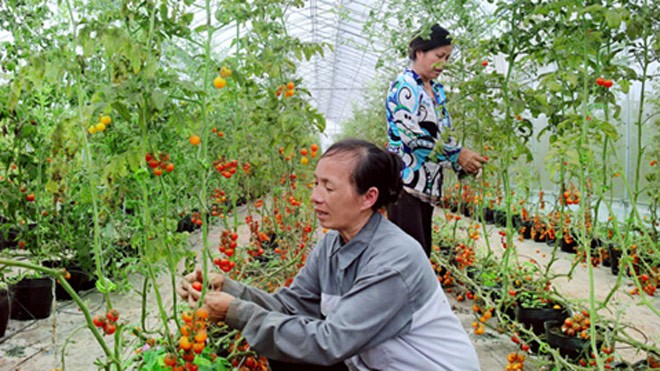 Đẩy mạnh sản xuất rau an toàn Chăm sóc rau sạch tại HTX Nông nghiệp Thanh Đa (huyện Phúc Thọ). Ảnh: Bá Hoạt