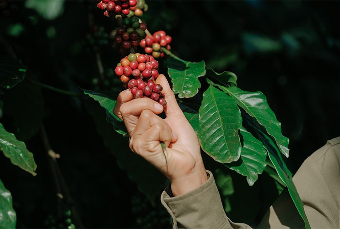 Giữ vững vị thế cà phê Việt, khó hay dễ? Tình trạng cây cà phê ảnh hưởng đến năng suất và chất lượng cà phê