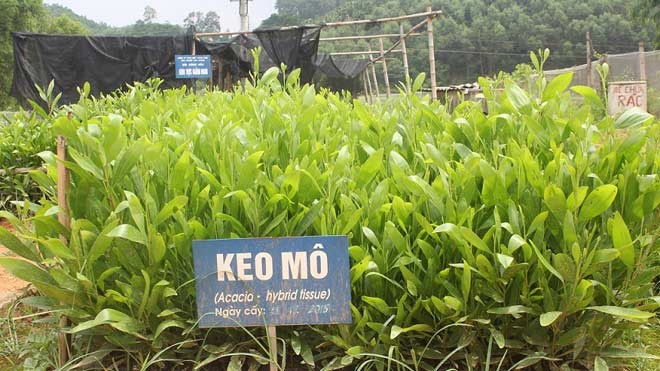 Tuyên Quang: Tăng thu nhập cho người dân từ rừng trồng liên kết Giống cây cung cấp cho các hộ dân trồng rừng là loại giống được kiểm soát, đảm bảo chất lượng lượng