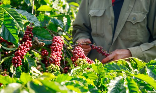 Nestlé và câu chuyện 7 năm vững bước đồng hành cùng 'hạt cà phê' Việt Nestlé và câu chuyện 7 năm vững bước đồng hành cùng 'hạt cà phê' Việt