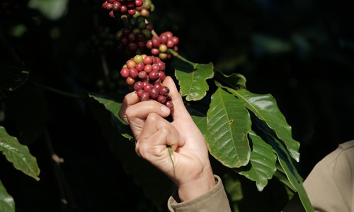 Nỗ lực của Nestlé trong việc nâng cao chất lượng hạt cà phê Việt Nỗ lực của Nestlé trong việc nâng cao chất lượng hạt cà phê Việt