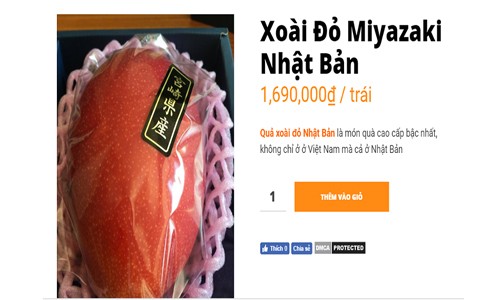 1,7 triệu đồng một trái xoài Nhật bán tại Việt Nam Một quả xoài đỏ được rao bán với mức giá gần 1,7 triệu đồng/trái. Ảnh: Vinfruits